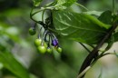 Bittersuesser Nachtschatten - Solanum dulcamara * 2200 x 1466 * (437KB)